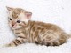 Dons b&eacute;b&eacute; chaton bengal disponible 