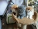 Adorable chaton persan femelle disponible 