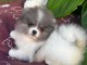 Magnifique chiots Spitz nain Pom&eacute;ranien &acirc;ge de 3 mois 