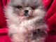 Adorable chiots spitz nain m&acirc;le 
