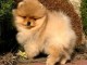 Famille d&rsquo;Accueil chiots spitz nain disponible 