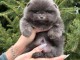 Chiots spitz nain en vendre 