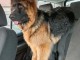 Chiots berger allemand &agrave; adopter femelles 