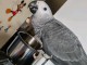 Perroquets gris du Gabon disponible int&eacute;ress&eacute; veuillez me contact