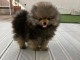 Chiots spitz nain disponible &agrave; adopter 
