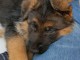 B&eacute;b&eacute; chiot berger allemand disponible 