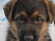 Berger allemand disponible 