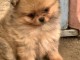 Chiots spitz nain Pom&eacute;ranien femelle a petit prix 
