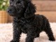 Magnifique chiots cockapoo pour adoption 