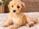 Dons chiots cockapoo m&acirc;le 