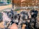 Magnifique chiots cane corse disponible 