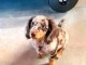 Teckels arlequin disponible pour adoption 