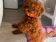 Je donne chiots caniche disponible 
