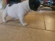 Chiots bouledogue fran&ccedil;ais m&acirc;le a votre disposition 