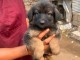 Berger allemand disponible &agrave; adopter 