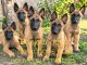 Berger malinois disponible pour adoption 
