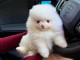 Je donne chiots spitz nain rose 