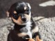 Disponible de suite chiots chihuahua 