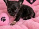 Magnifique chiots chihuahua femelle 