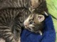 Chaton a donner urgent 
