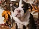 Bulldog anglais disponible m&acirc;le 