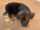 Je donne chiots berger allemand 