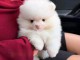 Je donne chiots spitz nain 