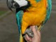 Perroquets Arras disponible 