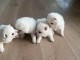 Chiots spitz japonais disponible 