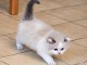 Magnifique chaton ragdoll disponible 
