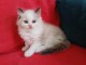 Je donne chaton ragdoll femelle 
