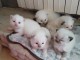 Dons chaton ragdoll disponible pour adoption 