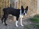 Adorable chiots Boston terrier disponible 