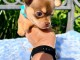 Adoption chiots chihuahua femelle 