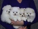 Adoption chiots spitz nain 