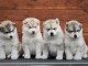 Adorable chiots Husky Sib&eacute;rien &agrave; adopter 