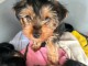 Je donne chiots York m&acirc;le 