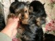 Dons chiot York disponible 