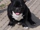 &Agrave; adopter chiots bouledogue fran&ccedil;ais 
