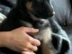 Je donne chiots berger allemand 