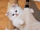 Ragdoll disponible m&acirc;le &agrave; c&eacute;der 