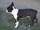 Magnifique chiots Boston disponible 