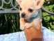 Adorable chiots chihuahua disponible 
