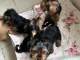 Je donne chiots York m&acirc;le et femelle 