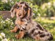 chiots teckels disponible m&acirc;le a vendre urgent 