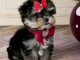 Je donne chiots York disponible 
