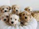 Chiots &agrave; adopter disponible 