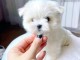 Magnifique chiots Bichon maltais adorable 