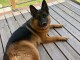Berger allemand disponible 