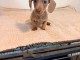 Teckels &agrave; adopter femelles 